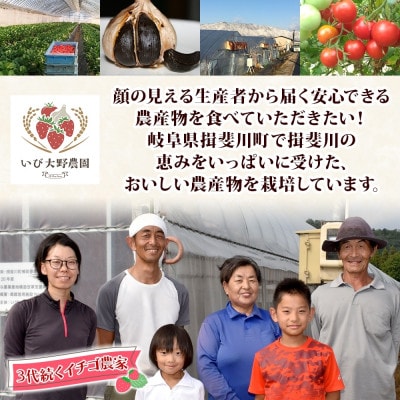 ジューシーで甘い いちご 美濃娘 18粒×2パック いび大野農園 岐阜県 揖斐川町