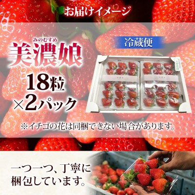 ジューシーで甘い いちご 美濃娘 18粒×2パック いび大野農園 岐阜県 揖斐川町