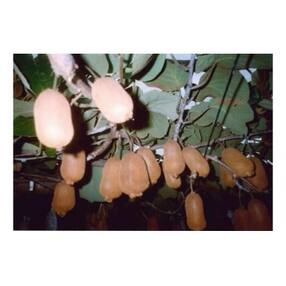 キウイフルーツ(香緑)