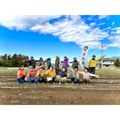 [定期便 3ヶ月ごと4回お届け] 柴海農園 旬の「おてごろやさい」セット (8種類前後)