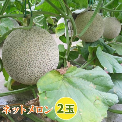 印西の特産品 ネットメロン 2玉