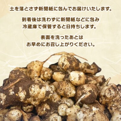印西市産　菊芋 (土付き)1.5kg