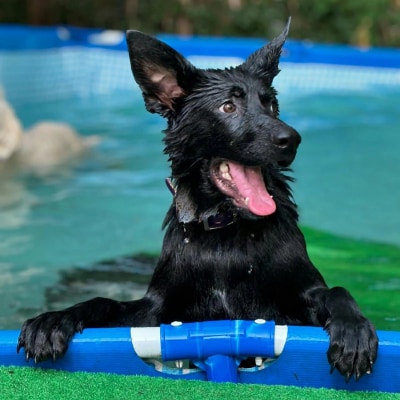 水口ドッグスクール　1ヶ月預かり訓練(小型犬)