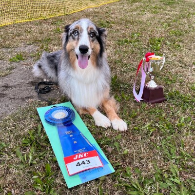 水口ドッグスクール　1ヶ月預かり訓練(特大犬)