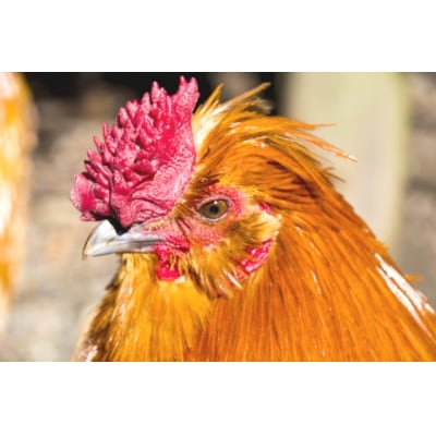 純系名古屋コーチン使用☆炊き込みご飯の素×1、地鶏めしの素×1