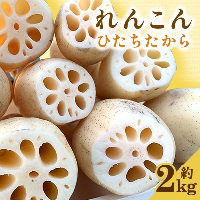 れんこん(ひたちたから)約2kg
