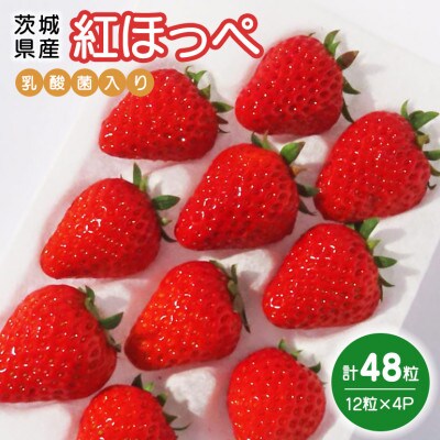 紅ほっぺ　『乳酸菌入りいちごパック』　12粒×4P　19-Q
