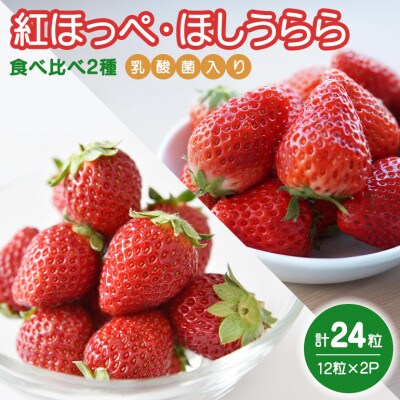 ★食べ比べ2種★　紅ほっぺ・ほしうらら　『乳酸菌入りいちごパック』　12粒×2　19-L
