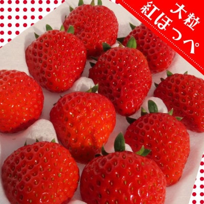★食べ比べ2種★　紅ほっぺ・ほしうらら　『乳酸菌入りいちごパック』　12粒×2　19-L