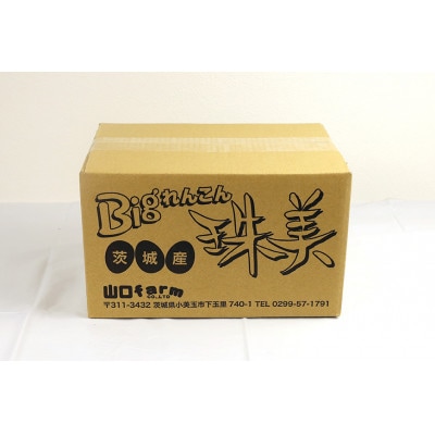【最高級Bigれんこん珠美】真空品 1kg