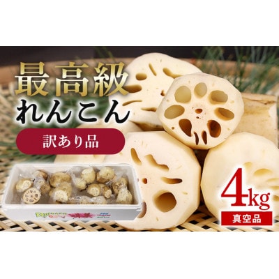 訳あり品【最高級Bigれんこん珠美】真空品 4kg