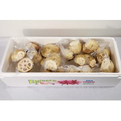 訳あり品【最高級Bigれんこん珠美】真空品 4kg