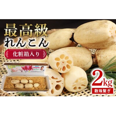 【最高級Bigれんこん珠美】最良品(数珠繋ぎ)2kg 贈答用 化粧箱入り