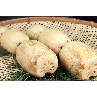【最高級Bigれんこん珠美】最良品(数珠繋ぎ)2kg 贈答用 化粧箱入り