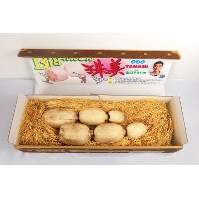 【最高級Bigれんこん珠美】最良品(数珠繋ぎ)2kg 贈答用 化粧箱入り