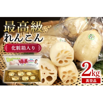 【最高級Bigれんこん珠美】 最良品(真空品)2kg 贈答用 化粧箱入り
