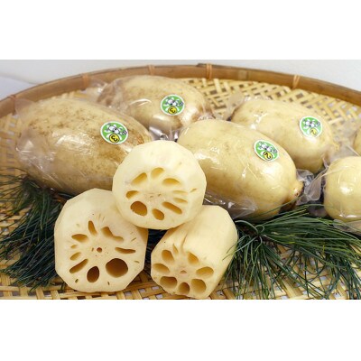 【最高級Bigれんこん珠美】 最良品(真空品)2kg 贈答用 化粧箱入り