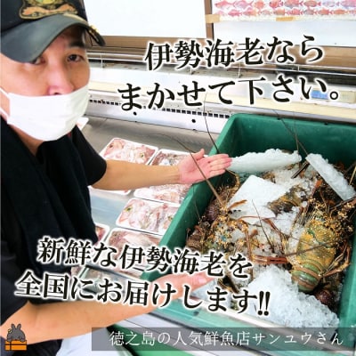新鮮なまますぐ冷凍!!徳之島産冷凍“特大”伊勢海老1尾(1.5kg以上)