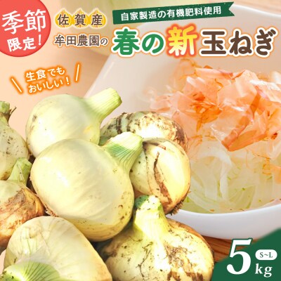 牟田農園の春の新玉ねぎ