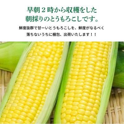 朝採り とうもろこし 味来 6本(3Lサイズ) 簡単調理&鮮度保持が出来る袋付　H132-030