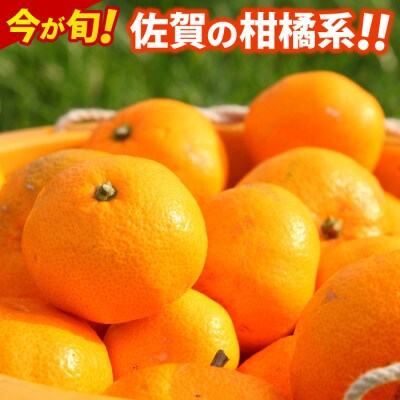 佐賀県産 今が旬の柑橘系(ハウスみかん 約1kg)(鳥栖市)