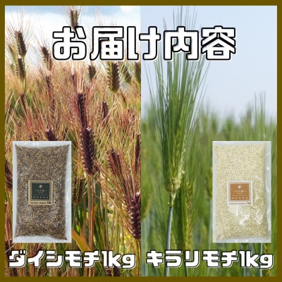【もち麦食べ比べ】キラリモチ1kg・ダイシモチ1kg　佐賀県産『雑穀』(鳥栖市)