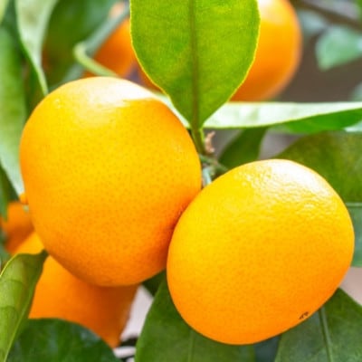 佐賀県産 あんみつ姫 約4kg(鳥栖市)