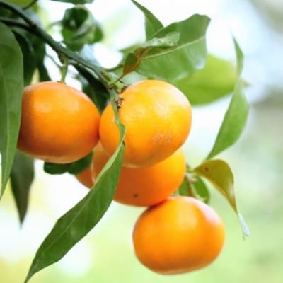 佐賀県産 さが美人5kg(鳥栖市)