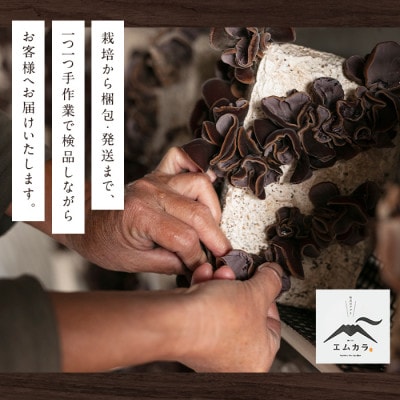鹿児島県 姶良市産 国産 乾燥 きくらげ (黒宝石)計120g(40g×3袋) 【姶良のアグリM～】