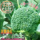 [先行受付]　北海道産 十勝おとふけ産 ブロッコリー5玉【B19】