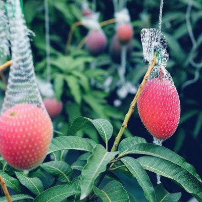 【先行受付】おとふけ産マンゴー「白銀の太陽」M×2玉【C96】