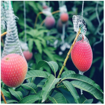 【先行受付】おとふけ産マンゴー「白銀の太陽」3L×2玉【D63】