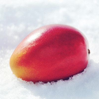 【先行受付】おとふけ産 マンゴー「白銀の太陽プレミアム」M×1玉【C95】