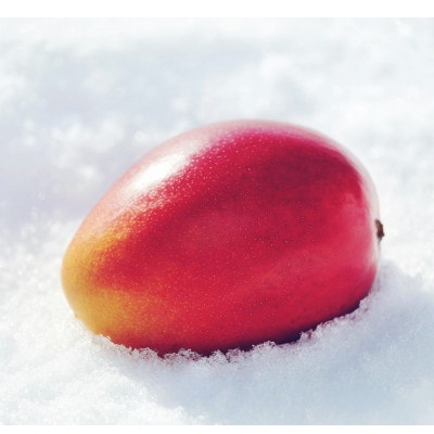 【先行受付】おとふけ産マンゴー「白銀の太陽プレミアム」3L×1玉【D61】