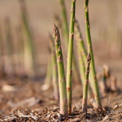 【先行受付】おとふけ産グリーンアスパラ (M-Lサイズ) 1kg