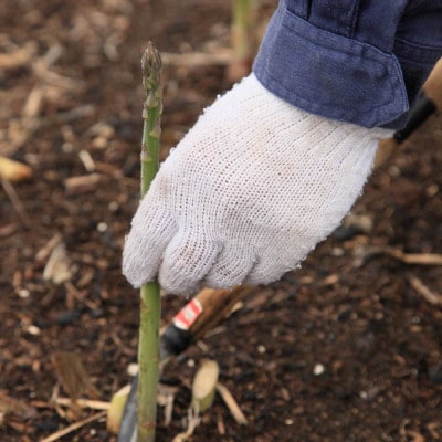 【先行受付】おとふけ産グリーンアスパラ (M-Lサイズ) 1kg