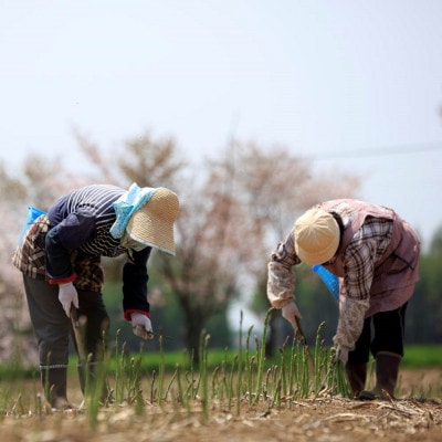 【先行受付】おとふけ産グリーンアスパラ (M-Lサイズ) 1kg