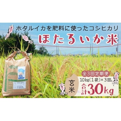 【毎月定期便】ほたるいか米　玄米　10kg全3回