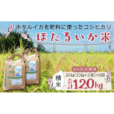 【毎月定期便】ほたるいか米　精米　20kg(10kg×2袋)全6回