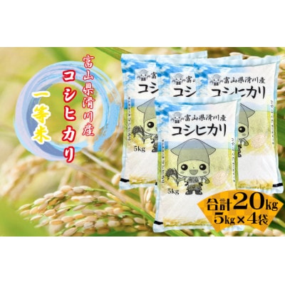 滑川産コシヒカリ(令和7年産新米/精米)20kg
