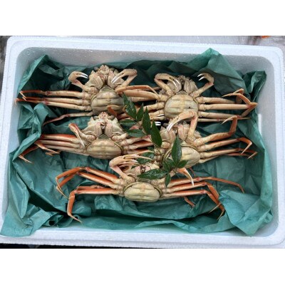 【冷蔵発送】朝茹で香箱ガニ(ズワイガニのメス)姿5杯セット　2025年11月上旬以降発送