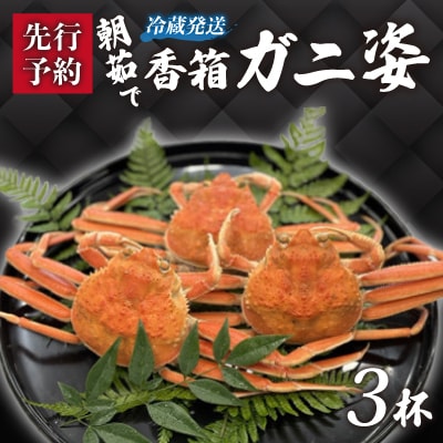 【冷蔵発送】朝茹で香箱ガニ(ズワイガニのメス)姿3杯セット　2024年11月上旬以降発送