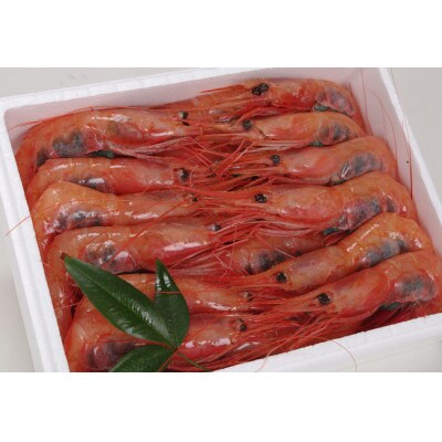 甘海老(30匹)加賀橋立産