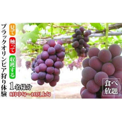 【加賀フルーツランド】ブラックオリンピア狩り体験 食べ放題 1名様分