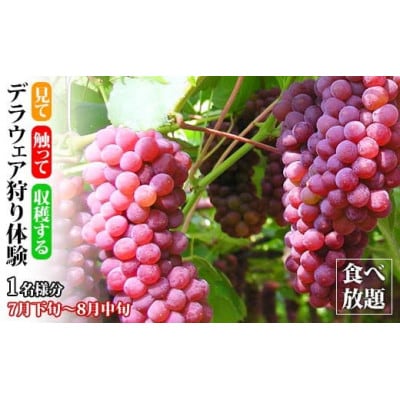 【加賀フルーツランド】デラウェア狩り体験 食べ放題 1名様分