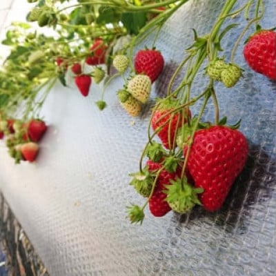 【加賀フルーツランド】いちご狩り体験 食べ放題 1名様分
