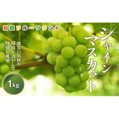 【先行予約】シャインマスカット 1kg 石川県加賀市産(2025年9月上旬以降順次発送)