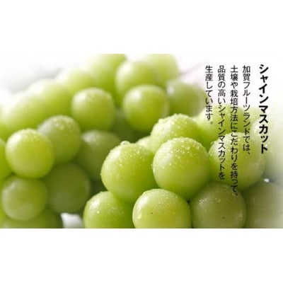 【先行予約】シャインマスカット 1kg 石川県加賀市産(2025年9月上旬以降順次発送)