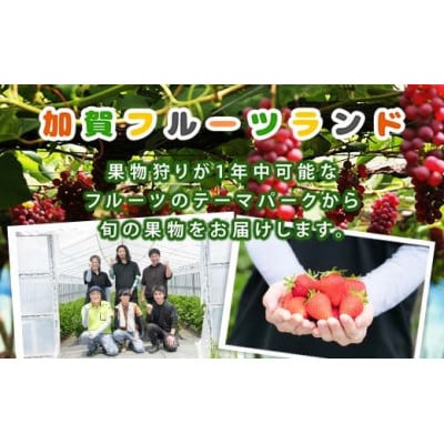 【先行予約】シャインマスカット 1kg 石川県加賀市産(2025年9月上旬以降順次発送)