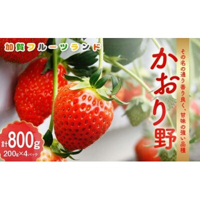 【石川県加賀市産】いちご かおり野 生食用  800g(200g×4パック)
